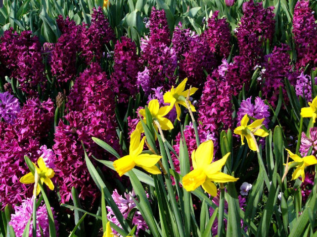 Обои картинки фото цветы, разные, вместе