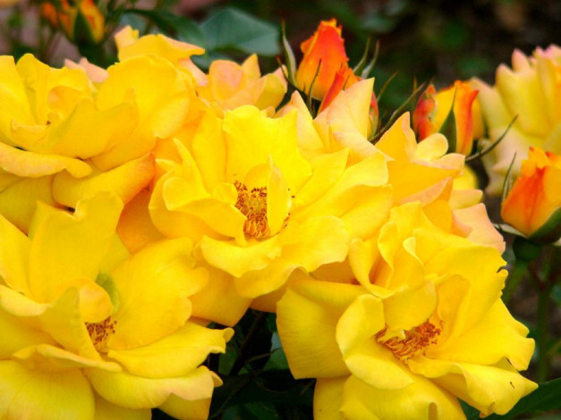 Обои картинки фото цветы, розы