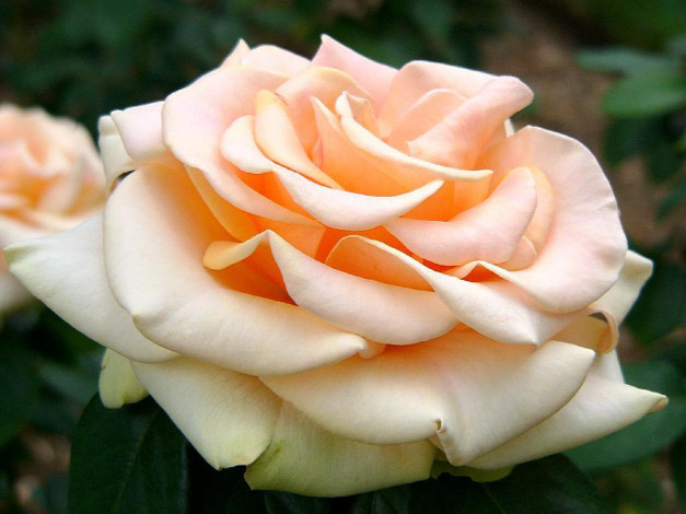 Обои картинки фото цветы, розы