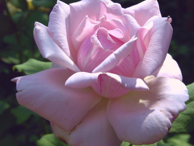 Обои картинки фото цветы, розы