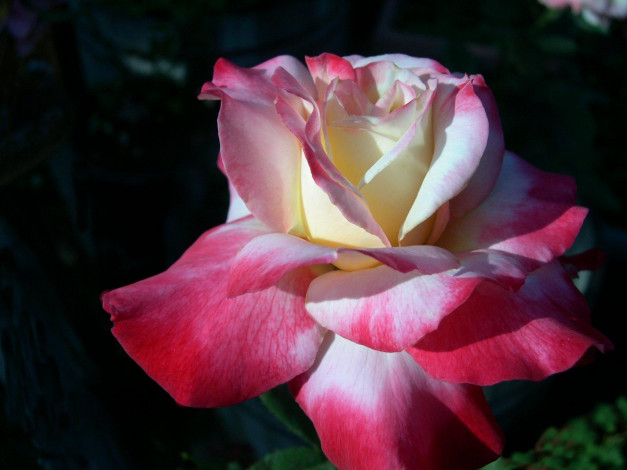 Обои картинки фото цветы, розы