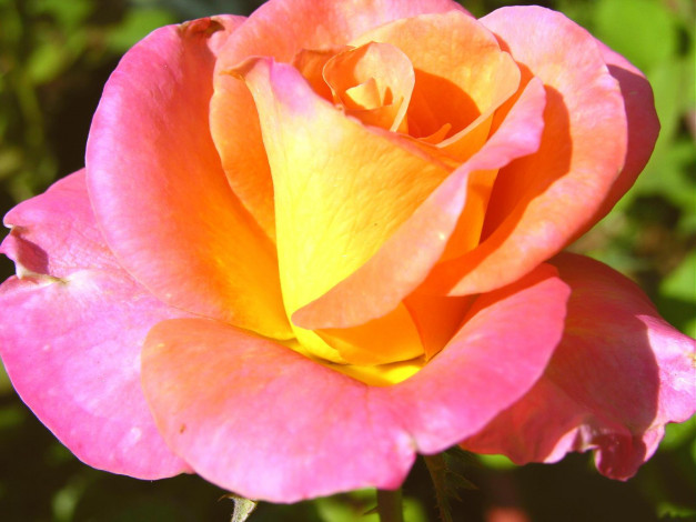 Обои картинки фото цветы, розы