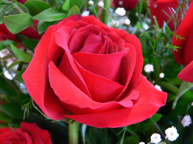 Обои картинки фото цветы, розы