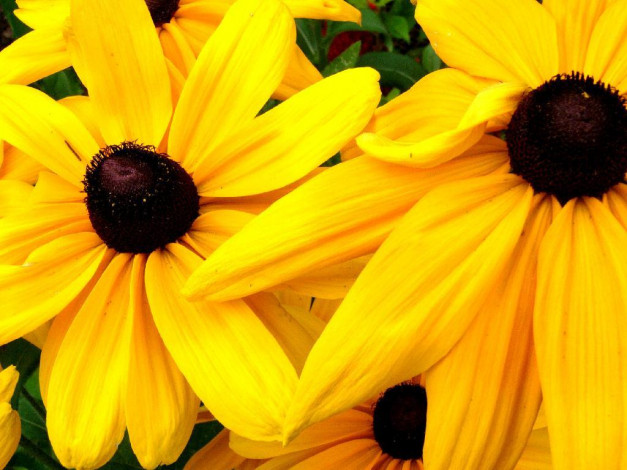 Обои картинки фото цветы, рудбекия