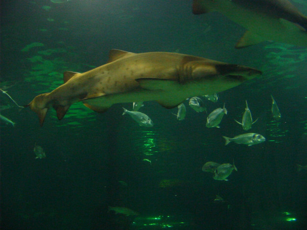 Обои картинки фото животные, рыбы