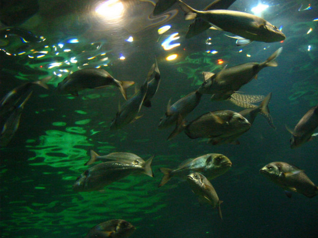 Обои картинки фото животные, рыбы