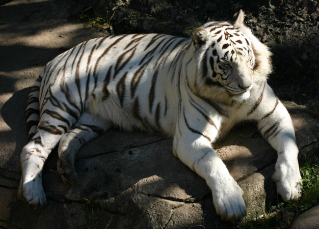 Обои картинки фото животные, тигры