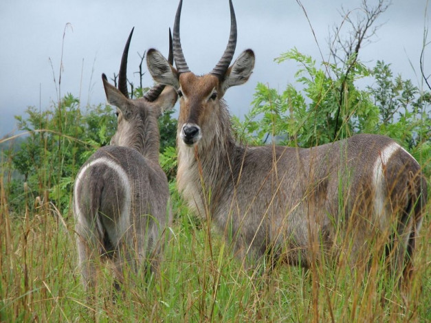 Обои картинки фото животные, антилопы