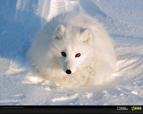 Картинка животные песцы