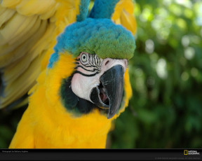 Картинка животные попугаи