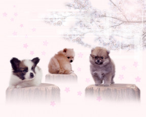 Картинка животные собаки