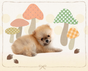 Картинка животные собаки