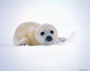 Картинка животные тюлени морские львы котики