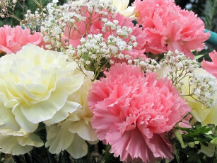 Картинка цветы гвоздики