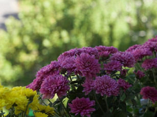 Картинка цветы хризантемы