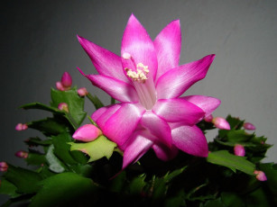 Картинка цветы кактусы