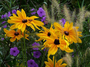 Картинка цветы разные вместе