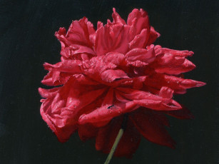 Картинка рисованные цветы