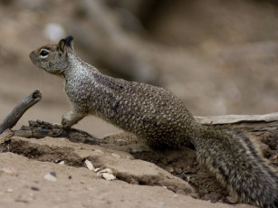 Картинка животные белки