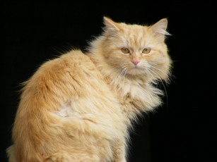 Картинка животные коты