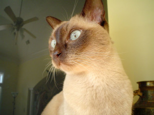 Картинка животные коты