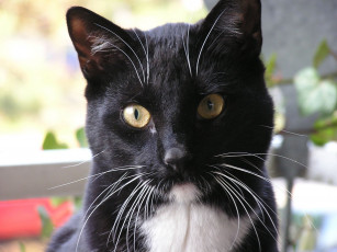 Картинка животные коты