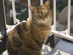 Картинка животные коты