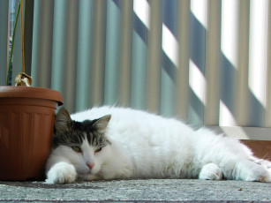 Картинка животные коты