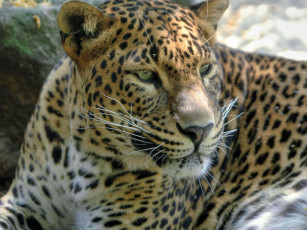 Картинка животные леопарды