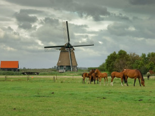 Картинка животные лошади