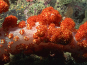 Картинка животные морская фауна