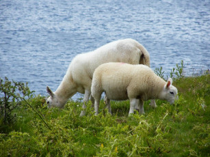 Картинка животные овцы бараны