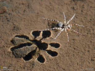Картинка животные пауки