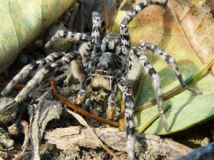 Картинка животные пауки