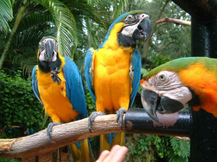 Картинка животные попугаи