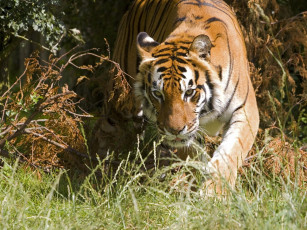 Картинка животные тигры