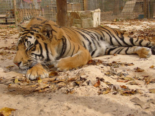 Картинка животные тигры