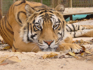 Картинка животные тигры