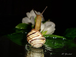 Картинка животные улитки