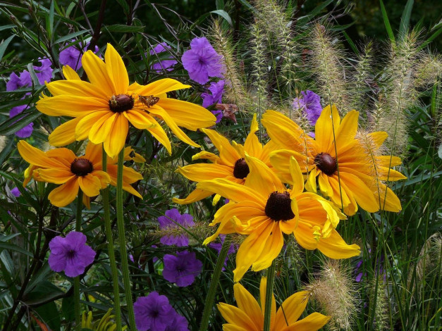 Обои картинки фото цветы, разные, вместе