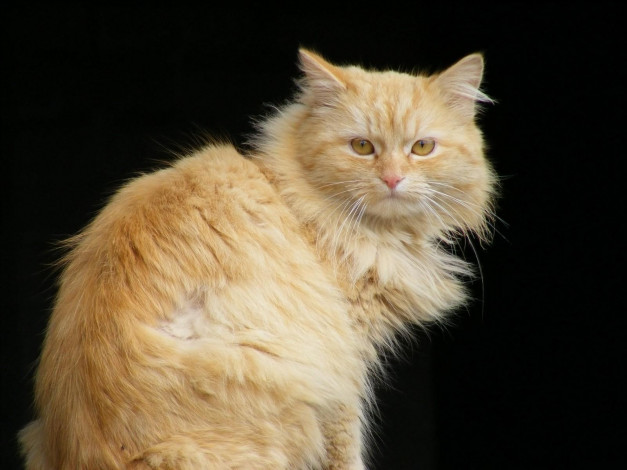 Обои картинки фото животные, коты