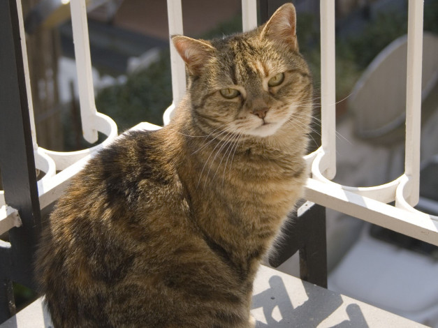 Обои картинки фото животные, коты