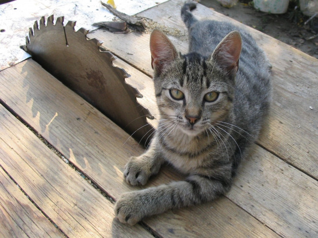 Обои картинки фото животные, коты