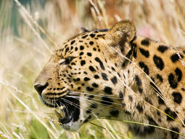 Обои картинки фото животные, леопарды