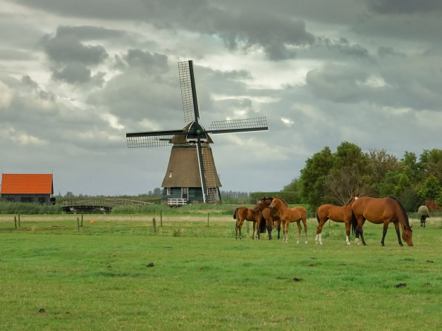 Обои картинки фото животные, лошади