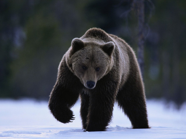 Обои картинки фото животные, медведи