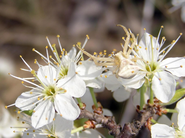Обои картинки фото животные, пауки