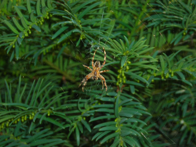 Обои картинки фото животные, пауки