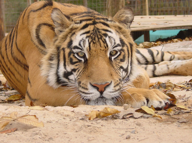 Обои картинки фото животные, тигры