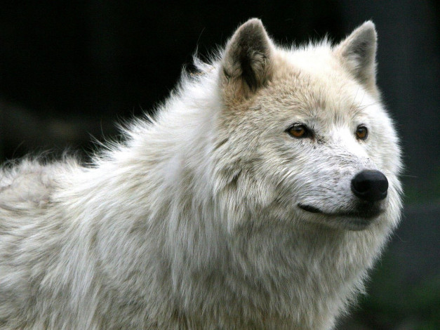 Обои картинки фото животные, волки